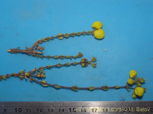 Image of Calceolaria inamoena (). Click to enlarge parts of image.