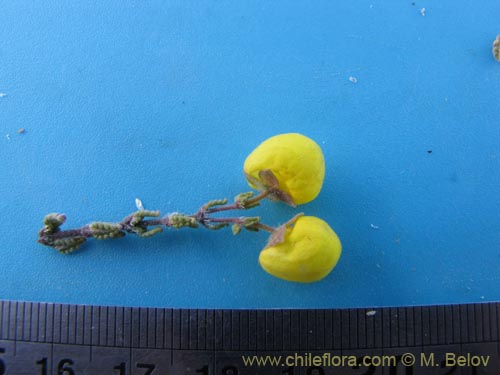 Calceolaria inamoenaの写真