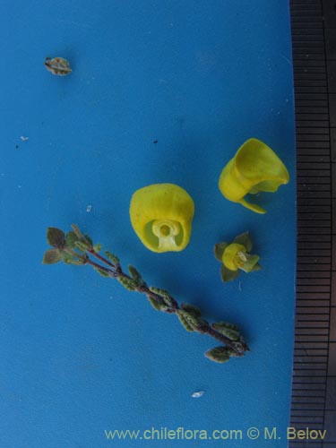 Image of Calceolaria inamoena (). Click to enlarge parts of image.