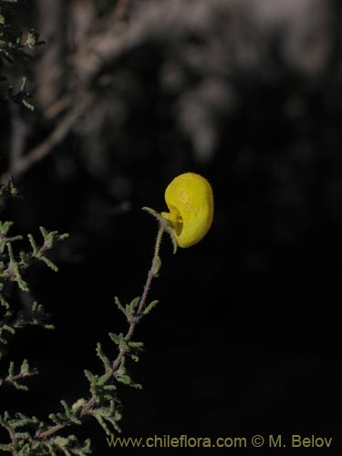 Image of Calceolaria inamoena (). Click to enlarge parts of image.