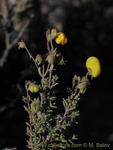 Фотография Calceolaria inamoena (). Щелкните, чтобы увеличить вырез.