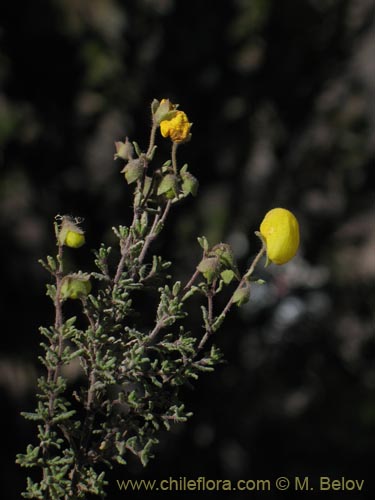 Image of Calceolaria inamoena (). Click to enlarge parts of image.