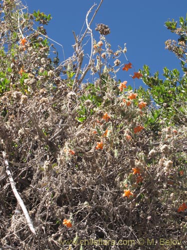 Imágen de Caiophora cirsiifolia (). Haga un clic para aumentar parte de imágen.