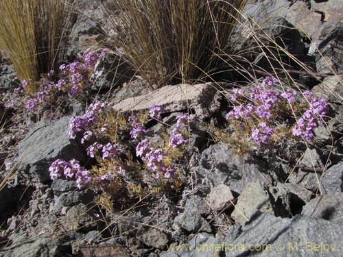 Verbena gynobasisの写真