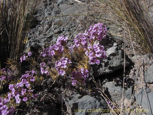 Verbena gynobasisの写真