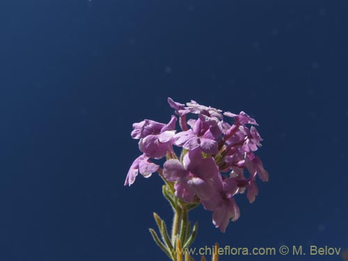 Image of Verbena gynobasis (). Click to enlarge parts of image.