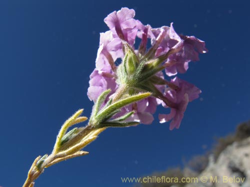 Verbena gynobasis의 사진