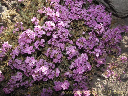 Bild von Verbena gynobasis (). Klicken Sie, um den Ausschnitt zu vergrössern.