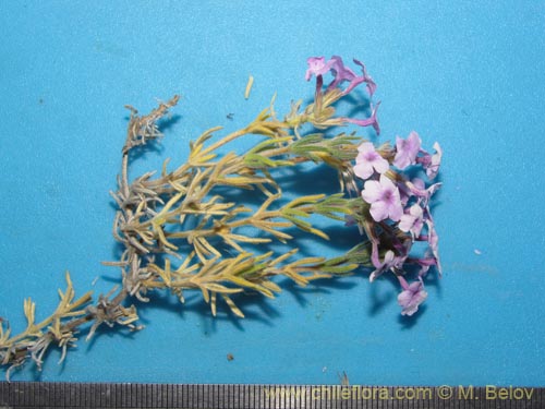 Verbena gynobasisの写真