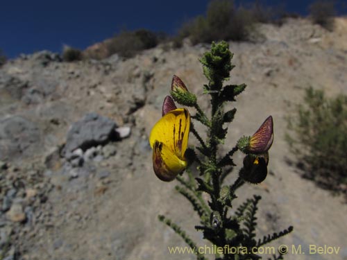 Imágen de Adesmia sp. #2056 (). Haga un clic para aumentar parte de imágen.