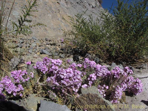 Verbena gynobasis의 사진