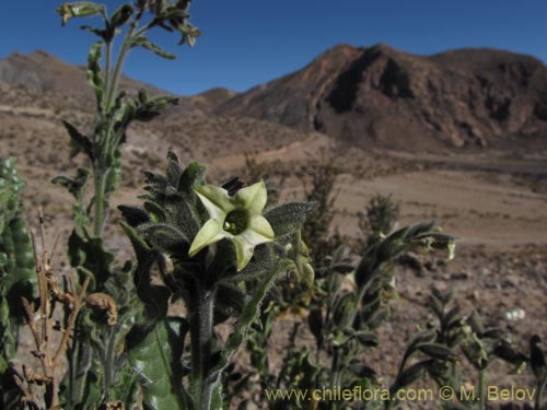 Image of Unidentified Plant sp. #2057 (). Click to enlarge parts of image.