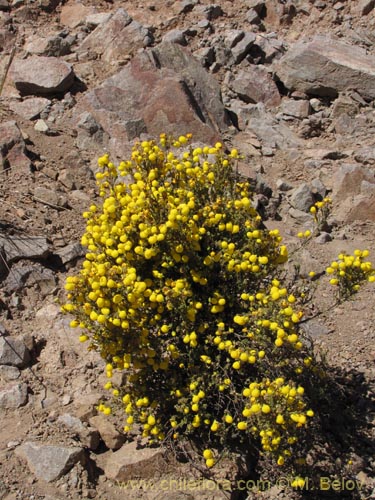 Image of Calceolaria inamoena (). Click to enlarge parts of image.