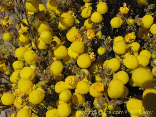 Image of Calceolaria inamoena (). Click to enlarge parts of image.