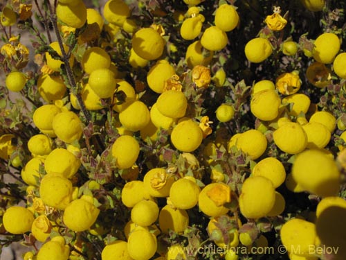 Calceolaria inamoenaの写真