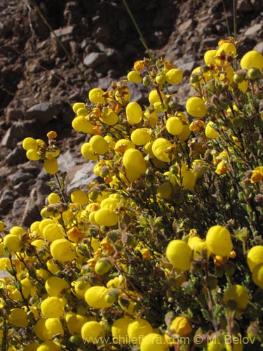 Image of Calceolaria inamoena (). Click to enlarge parts of image.