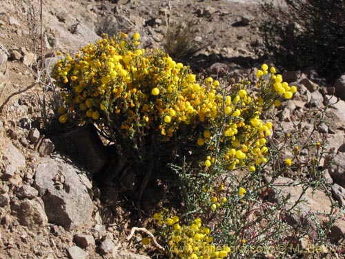 Image of Calceolaria inamoena (). Click to enlarge parts of image.