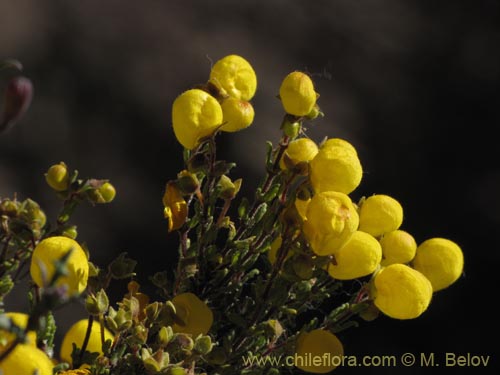 Фотография Calceolaria inamoena (). Щелкните, чтобы увеличить вырез.