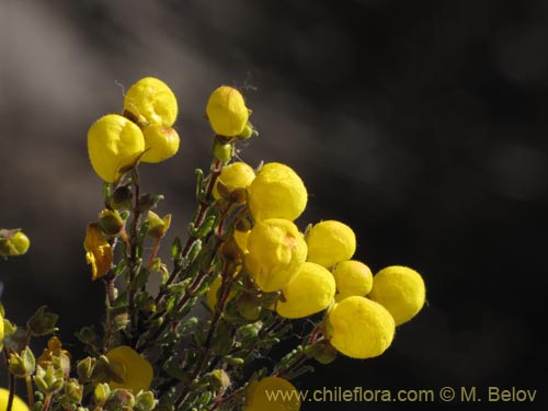 Imágen de Calceolaria inamoena (). Haga un clic para aumentar parte de imágen.