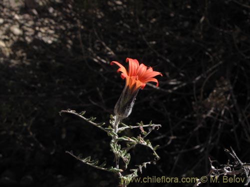 Фотография Mutisia hamata (Chinchircoma/Flora de la estrella/Flor de la granada/Clavel del Campo). Щелкните, чтобы увеличить вырез.