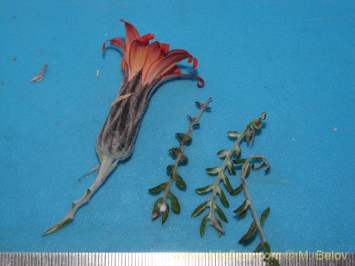 Фотография Mutisia hamata (Chinchircoma/Flora de la estrella/Flor de la granada/Clavel del Campo). Щелкните, чтобы увеличить вырез.