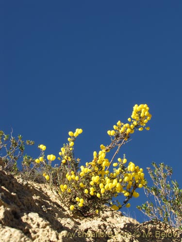 Image of Calceolaria inamoena (). Click to enlarge parts of image.