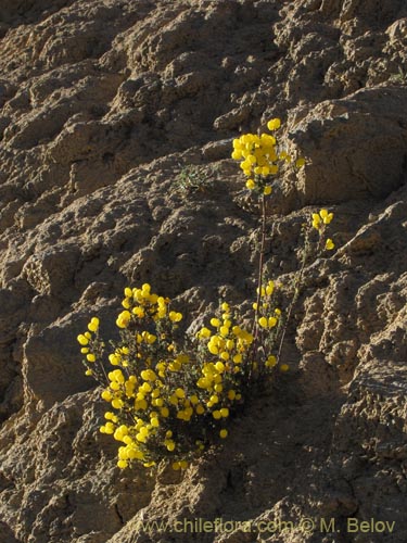 Фотография Calceolaria inamoena (). Щелкните, чтобы увеличить вырез.