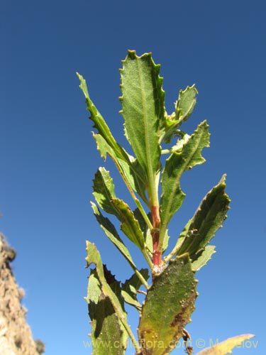 Bild von Baccharis alnifolia (). Klicken Sie, um den Ausschnitt zu vergrössern.