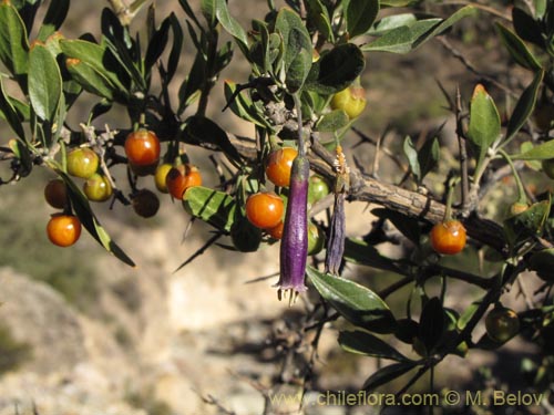 Bild von Dunalia spinosa (). Klicken Sie, um den Ausschnitt zu vergrössern.