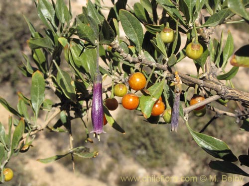 Bild von Dunalia spinosa (). Klicken Sie, um den Ausschnitt zu vergrössern.