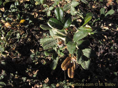 Bild von Polylepis rugulosa (). Klicken Sie, um den Ausschnitt zu vergrössern.