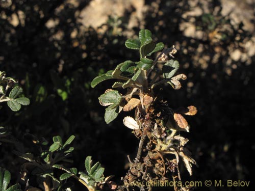 Bild von Polylepis rugulosa (). Klicken Sie, um den Ausschnitt zu vergrössern.