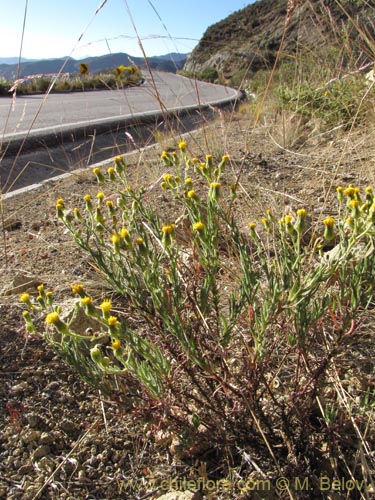 Senecio sp. #2059の写真