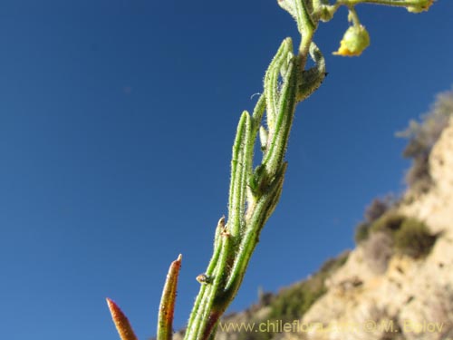 Bild von Senecio sp. #2059 (). Klicken Sie, um den Ausschnitt zu vergrössern.