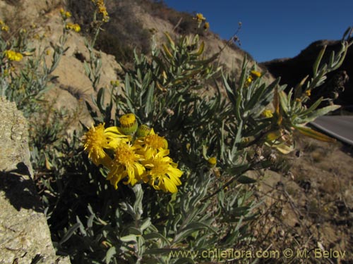 Senecio sp. #1987の写真