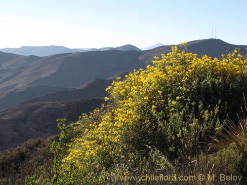 Imágen de Solanum lycopersicoides (). Haga un clic para aumentar parte de imágen.