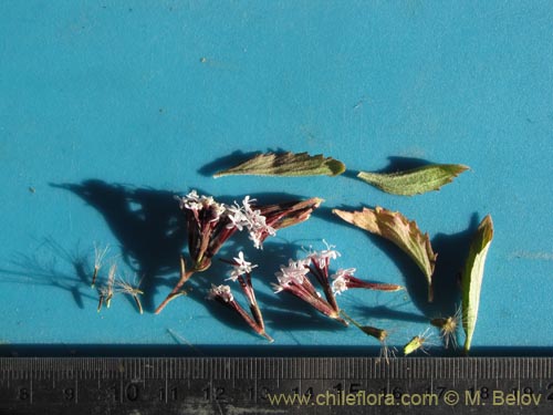 Image of Stevia sp. #1988 (). Click to enlarge parts of image.