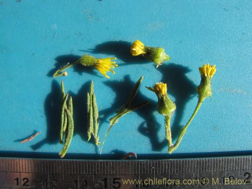 Image of Senecio sp. #2059 (). Click to enlarge parts of image.