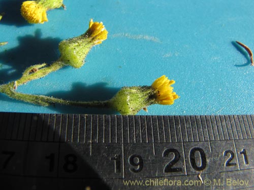 Image of Senecio sp. #2059 (). Click to enlarge parts of image.