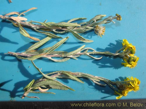 Image of Senecio sp. #1987 (). Click to enlarge parts of image.