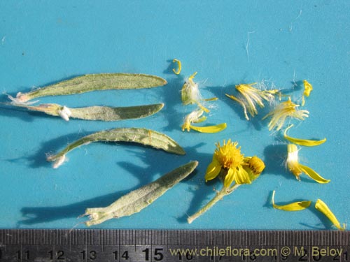 Image of Senecio sp. #1987 (). Click to enlarge parts of image.