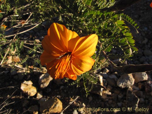 Imágen de Mutisia acuminata (). Haga un clic para aumentar parte de imágen.