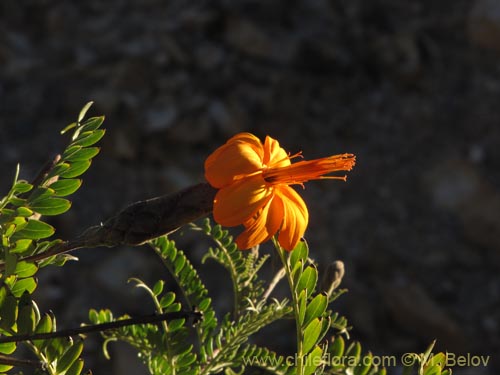 Image of Mutisia acuminata (). Click to enlarge parts of image.