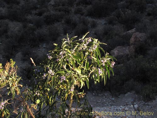 Imágen de Solanum nitidum (). Haga un clic para aumentar parte de imágen.