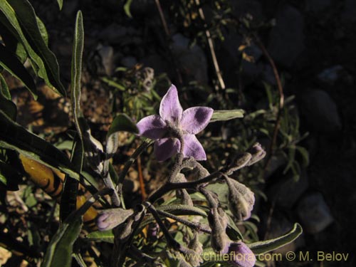 Фотография Solanum nitidum (). Щелкните, чтобы увеличить вырез.