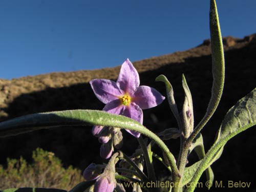 Image of Solanum nitidum (). Click to enlarge parts of image.