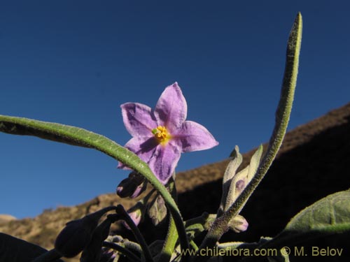 Bild von Solanum nitidum (). Klicken Sie, um den Ausschnitt zu vergrössern.