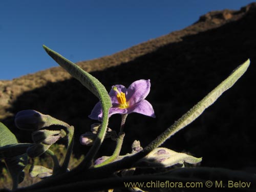 Image of Solanum nitidum (). Click to enlarge parts of image.