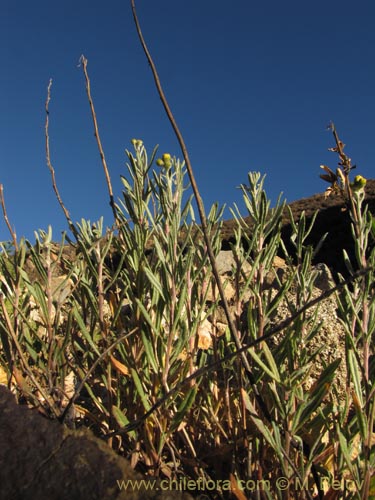 Image of Senecio sp. #1983 (). Click to enlarge parts of image.