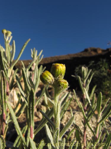 Image of Senecio sp. #1983 (). Click to enlarge parts of image.